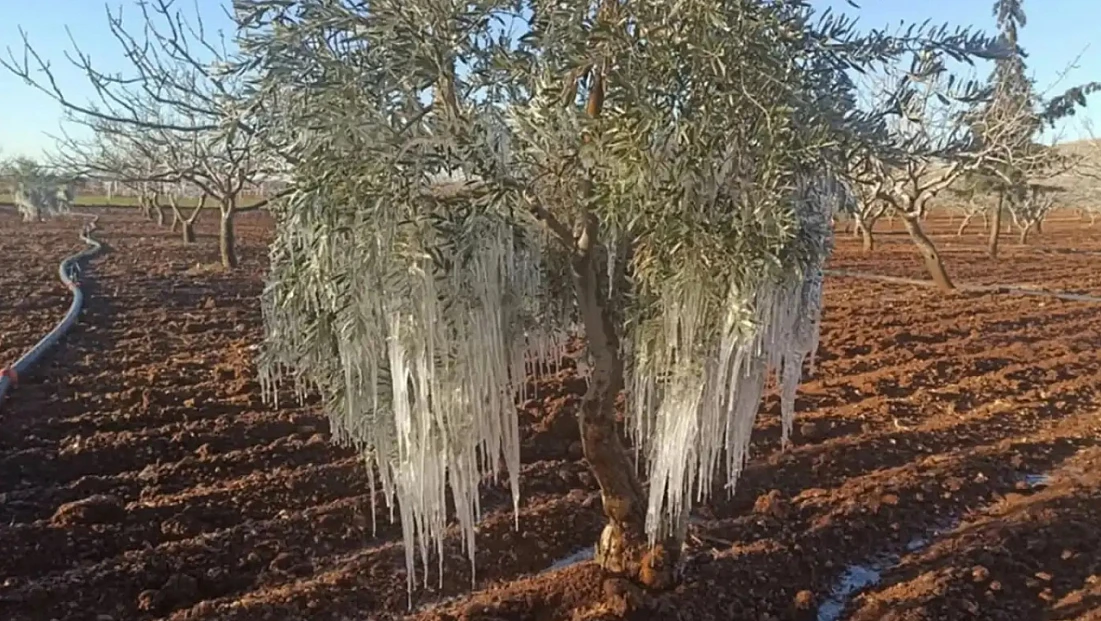 Çiftçiye Devlet Güvencesi: 2026’da Don, Kuraklık ve Afetler TARSİM Kapsamında