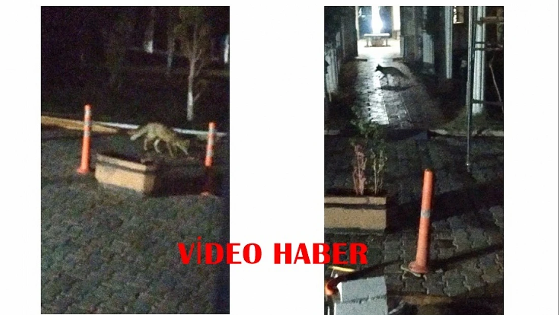 Doğada Besin Bulamayan Tilki, Battalgazi’de Siteye Kadar Geldi