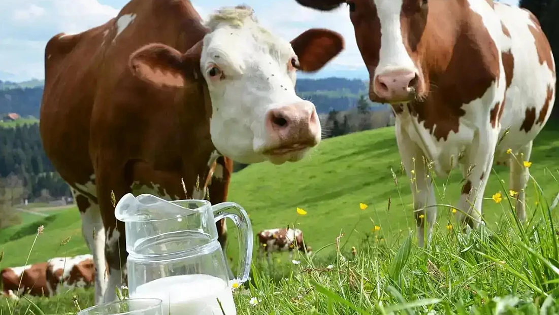 İçme Sütü Üretimi Aylık Bazda da Geriledi