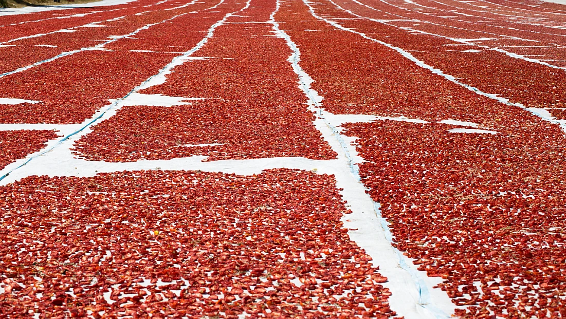 Kuru domates ihracatının yüzde 94’ü Ege Bölgesi’nden yapıldı