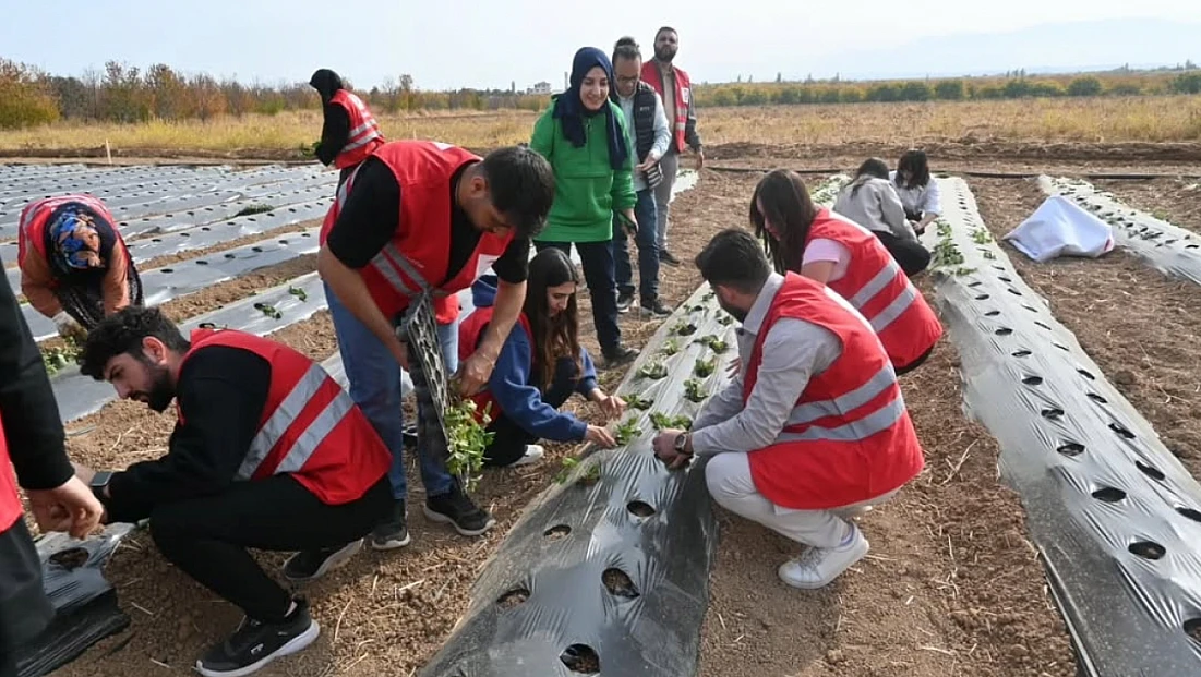 Malatya’da Çilek Üretimi İçin 40 Dekarlık Yeni Bahçeler Kurulacak