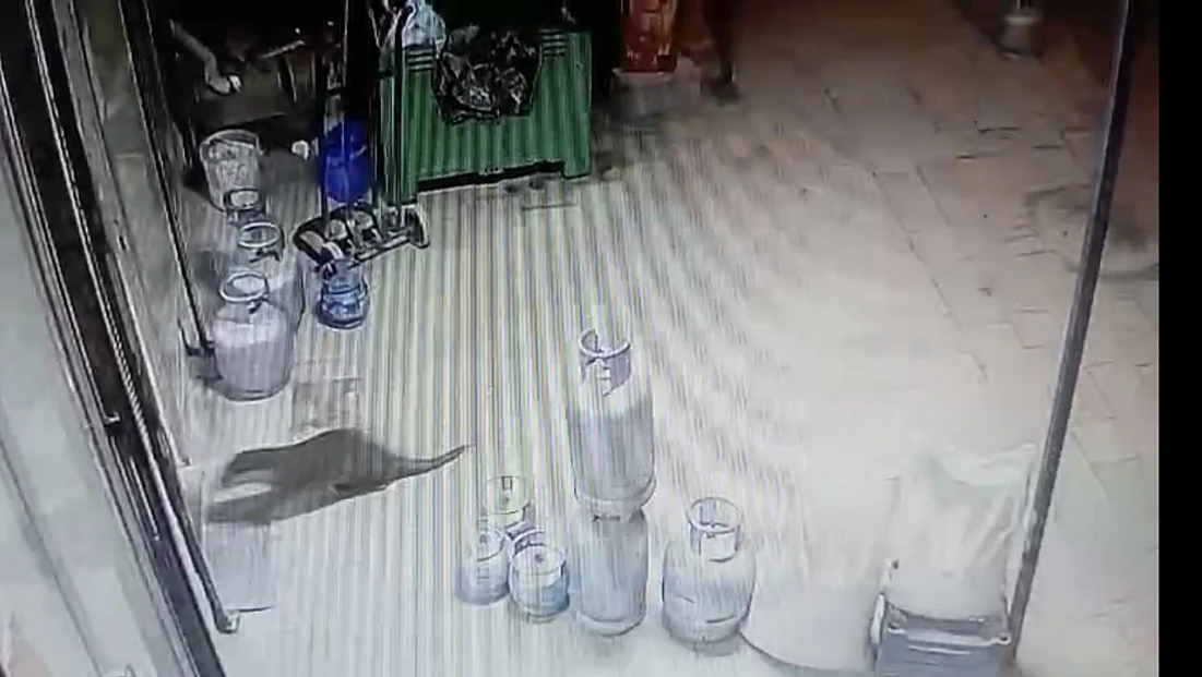 Malatya'nın Dilek Mahallesi’nde Gece Hareketliliği: Su Samuru Kaydedildi