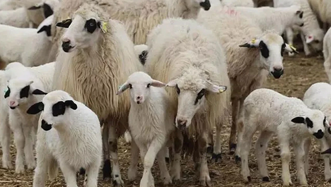 TİGEM’den 10,9 Milyon TL Bedelli Kuzu Satış İhalesi