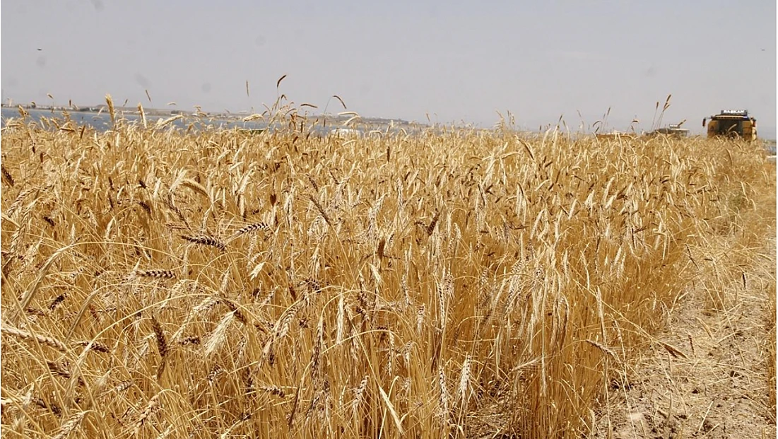 TİGEM’den Buğday İhalesi: Geçici Teminat 223 Bin 995 Lira