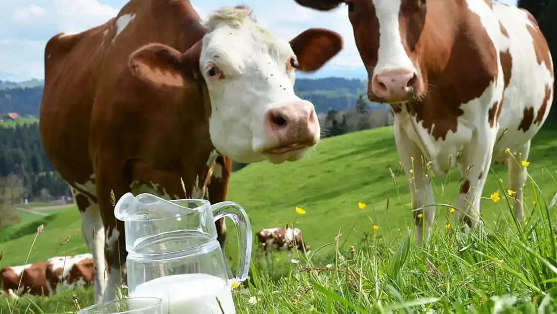 Türkiye’nin Süt Üretimi Geriledi: Ekimde 895 Bin Ton