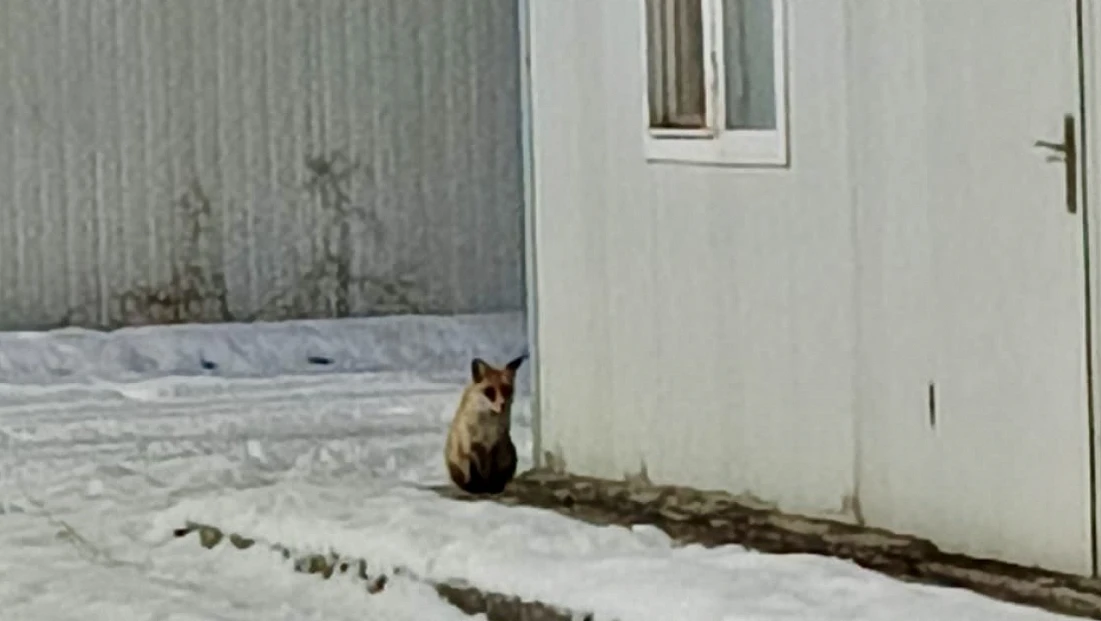 Yaban Hayvanları Kış Şartlarıyla Mücadele Ediyor