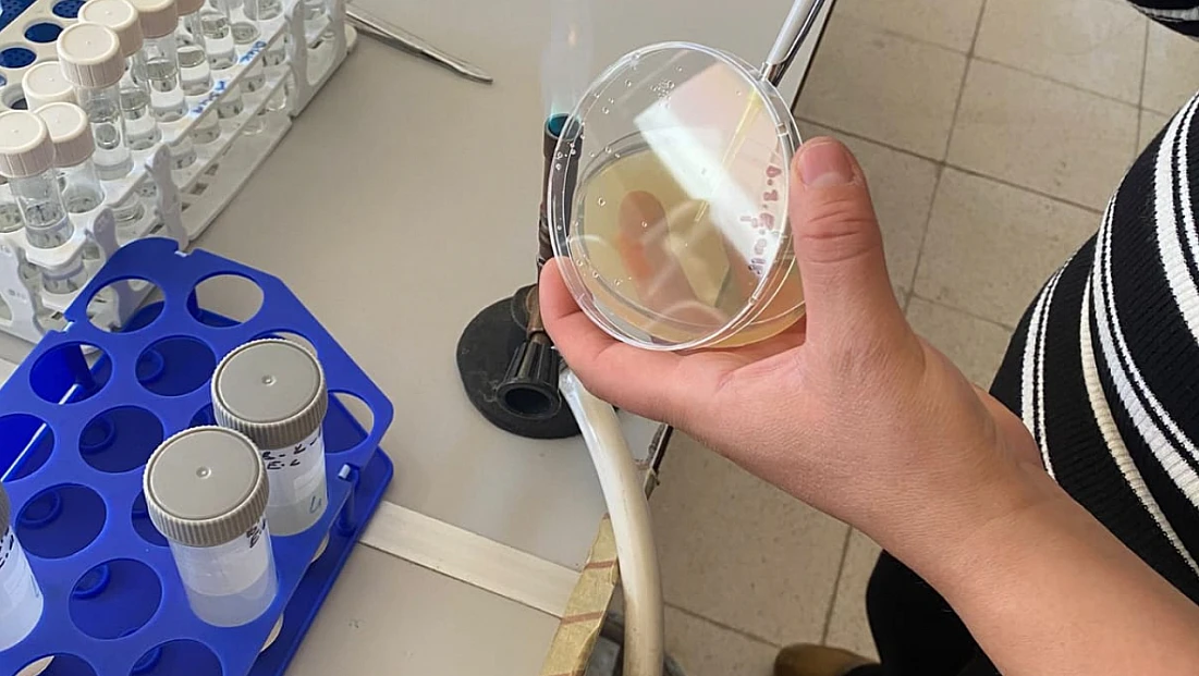 Yeni Araştırma: H. malatyanum Türünün Biyolojik Aktivitesi H. perforatum’dan Daha Yüksek