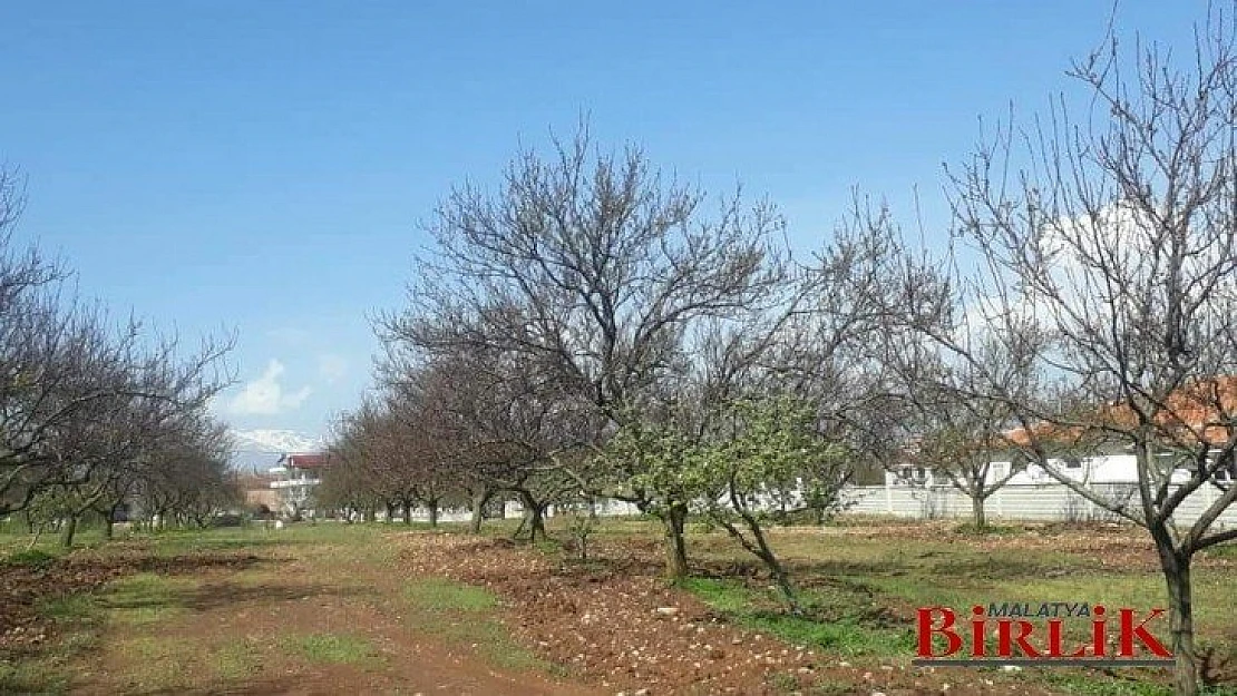 Ağbaba, Monilya Kayısı Yaktı, Akp Üreticiyi Ortada Bıraktı