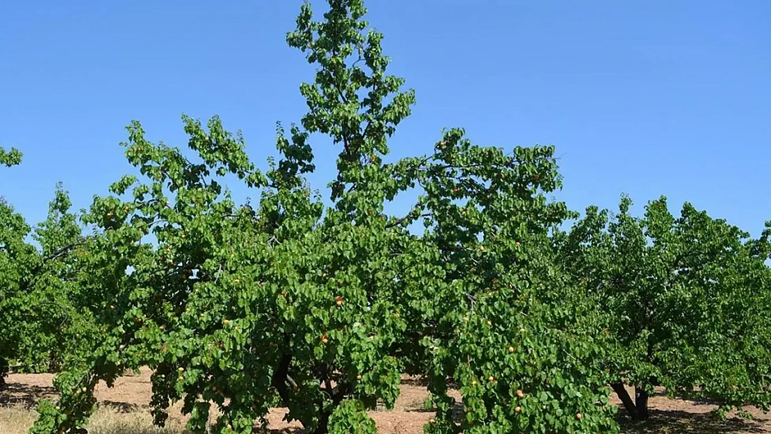 Bahar Dönemi Kayısı Ağaçlarında İlaçlama Uyarısı