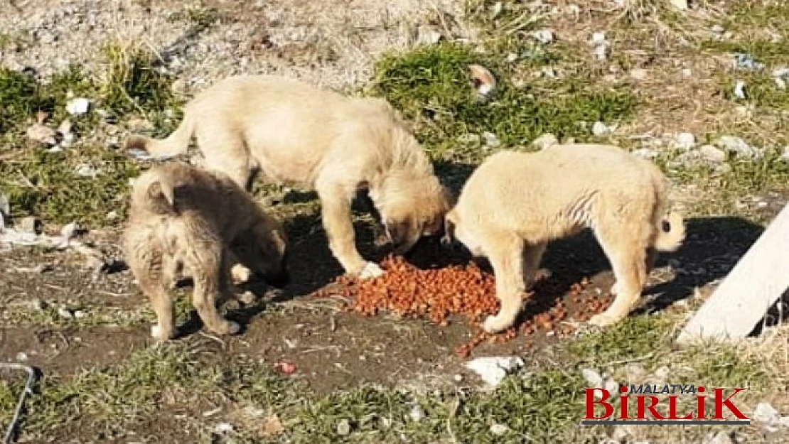 Battalgazi Belediyesi Can Dostlarını Unutmadı