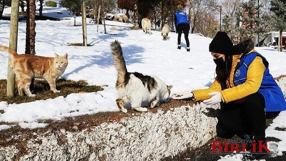 Battalgazi Belediyesi Sahipsiz Sokak Hayvanlarını Unutmuyor