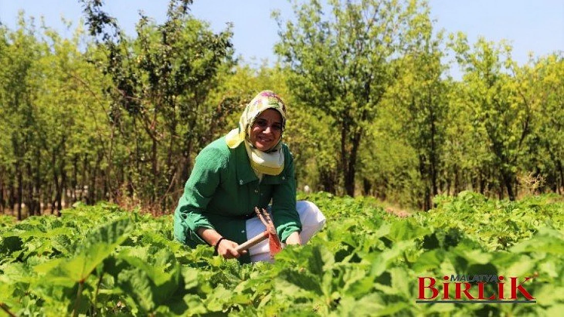 Battalgazi'nin Gönüllü Kadınları, İlk Hasatlarını Topladı
