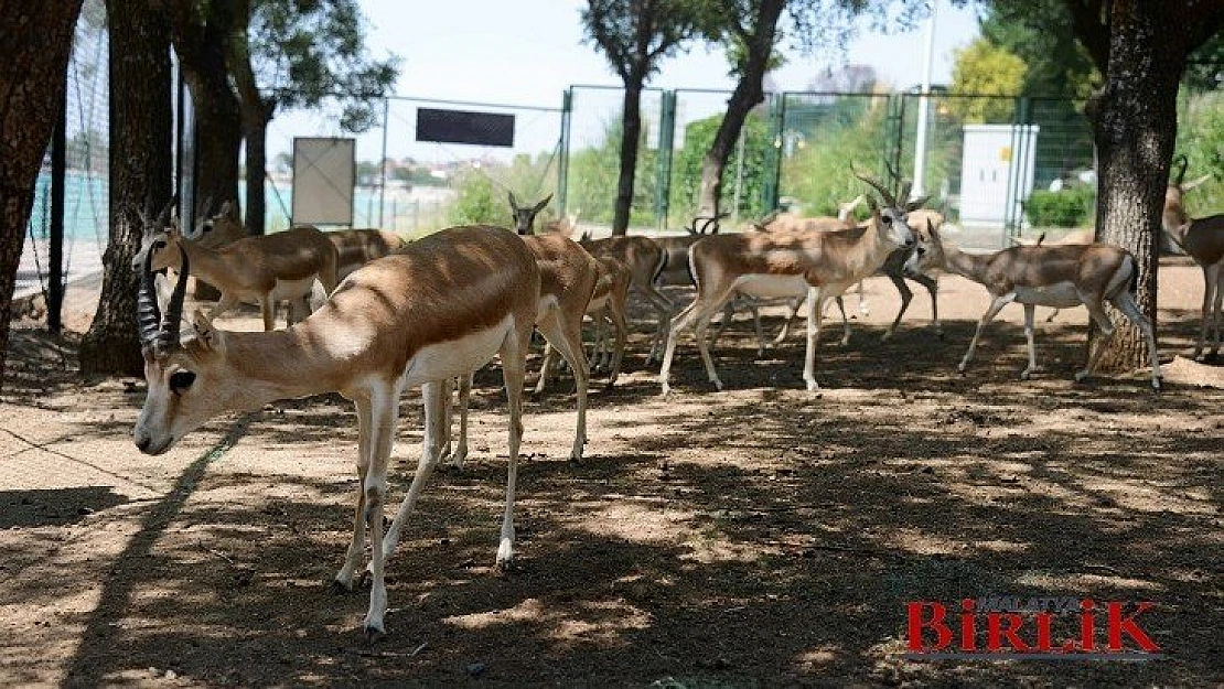 Büyükşehir'in Sevimli Dostları