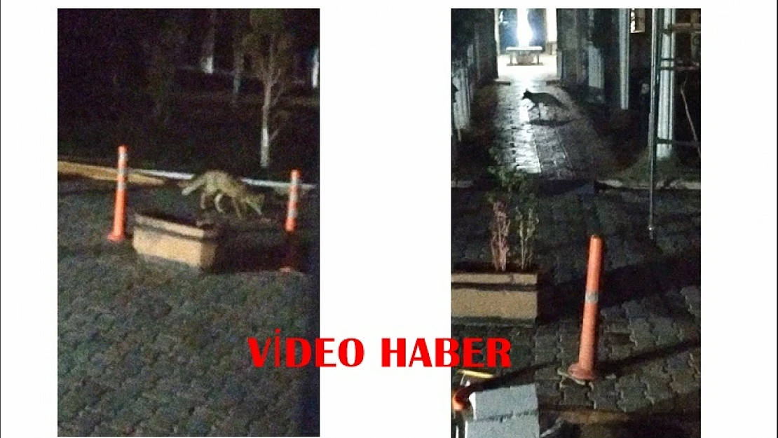 Doğada Besin Bulamayan Tilki, Battalgazi'de Siteye Kadar Geldi