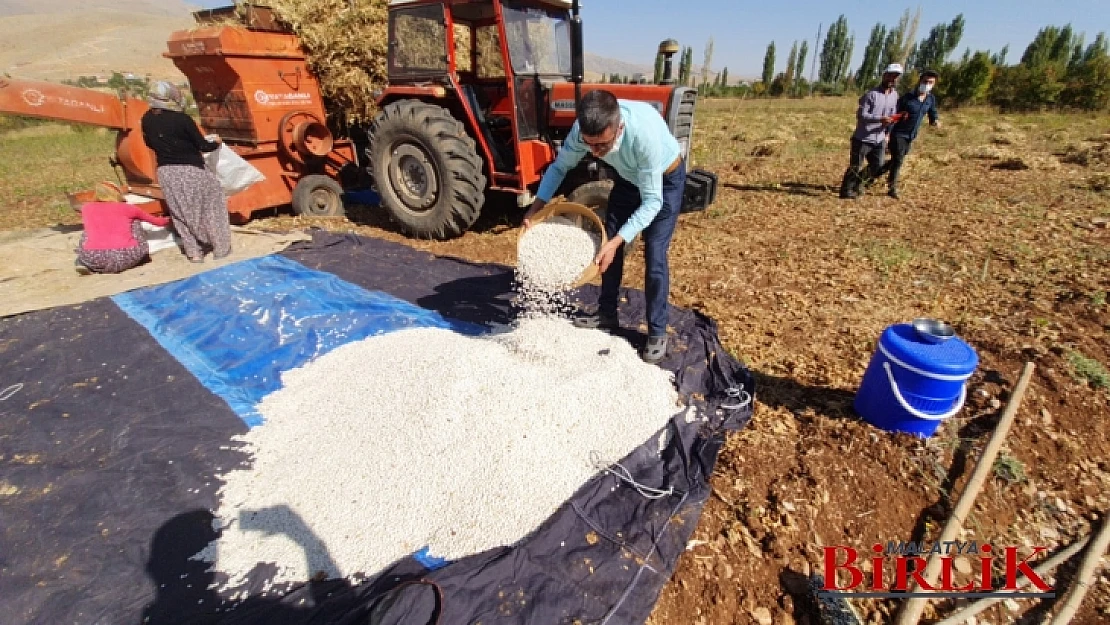 Doğanşehir Fasulyesi Artık Esenlik Raflarında