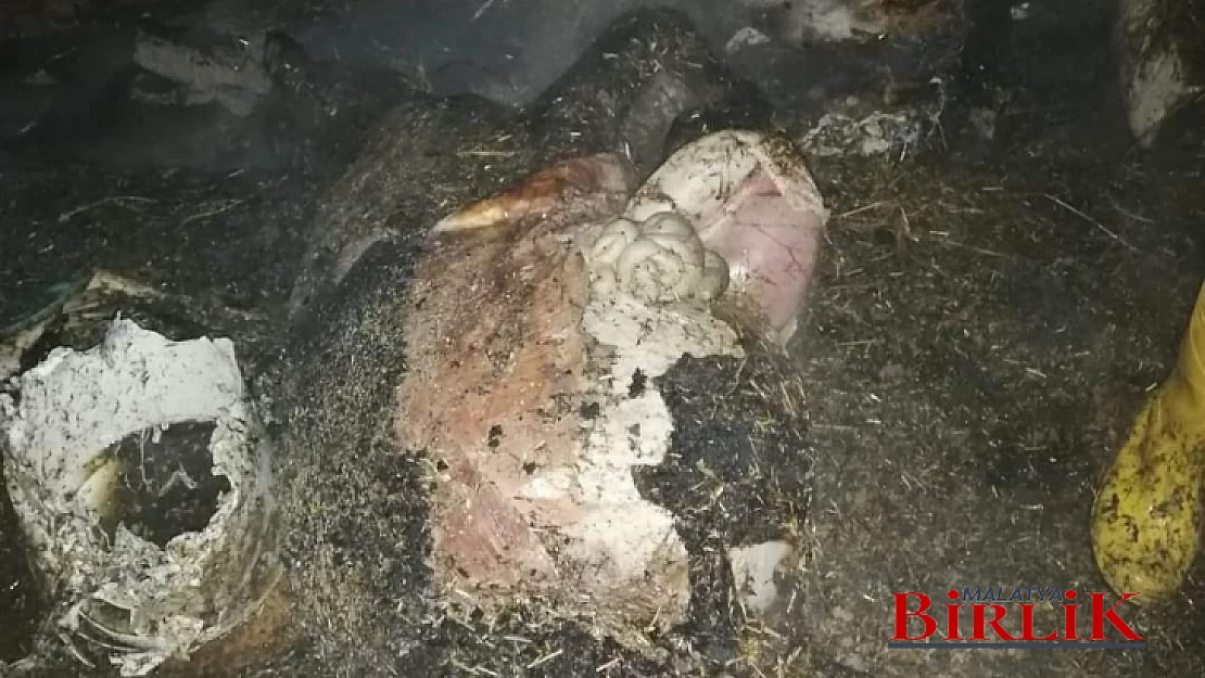 Elektrik Kontağında Çıkan Yangın'da Büyükbaş Hayvanlar Telef Oldu