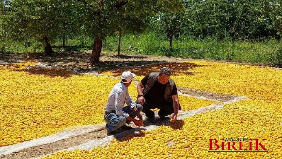 Fendoğlu, Saman Köy Ziyaretinde Kayısı Üreticilerini Ziyaret Etti