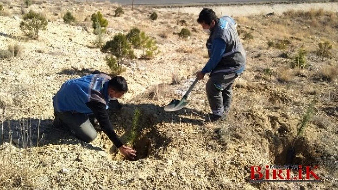 FIRAT EDAŞ Malatya'da Diktiği Fidanlarla Doğaya Nefes Oldu