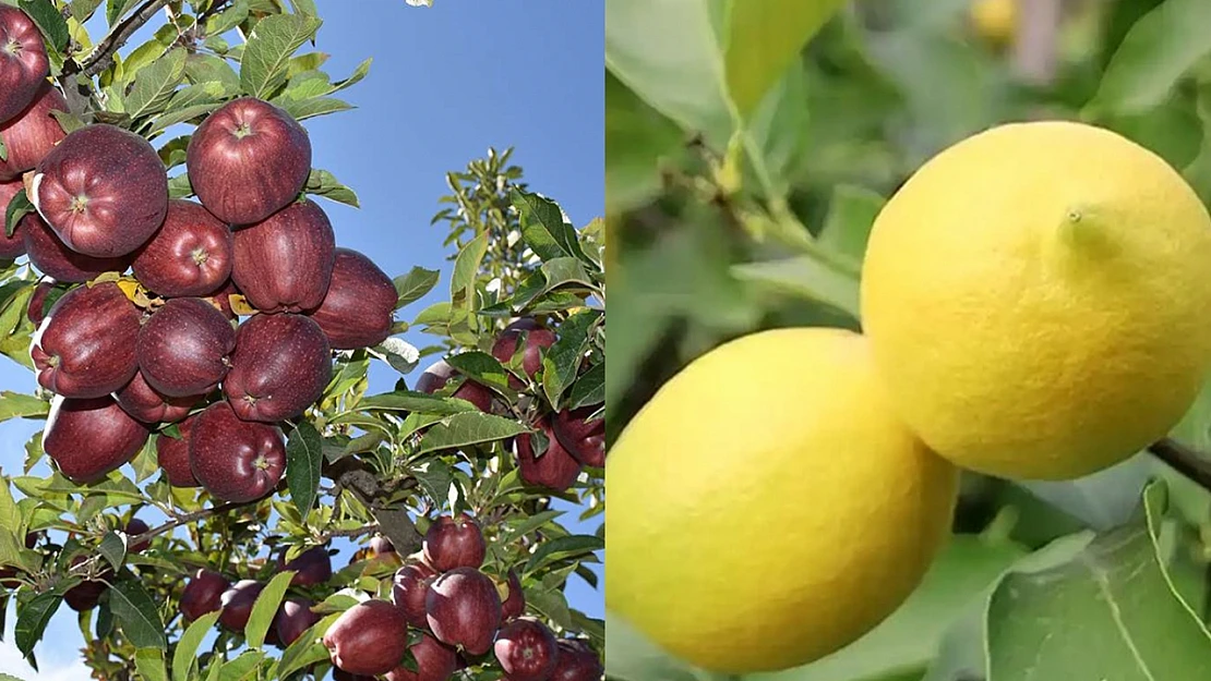 Gıda Arz Güvencesi: Elma ve Limon İhracatı Kayda Bağlandı
