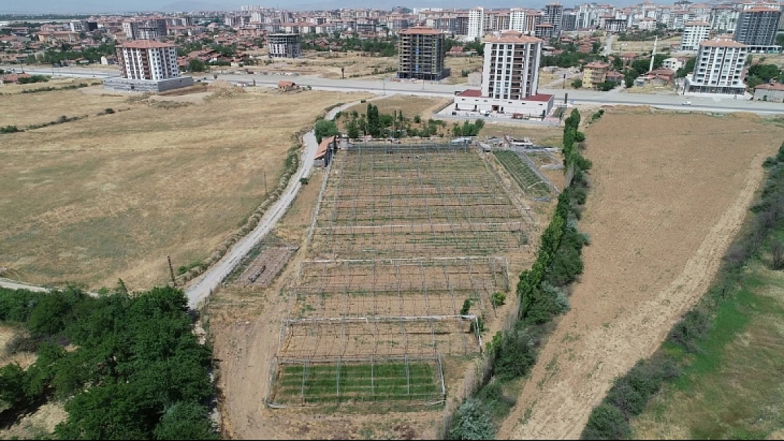  Çınar, Dört Mevsim Üretim İçin Kolları Sıvadık'
