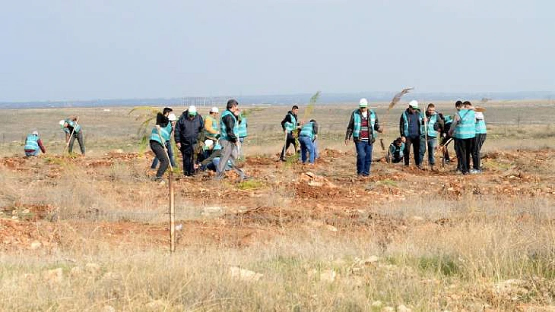 Denetimli Serbestlikten Yararlanan Hükümlüler 400 Fidan Dikti