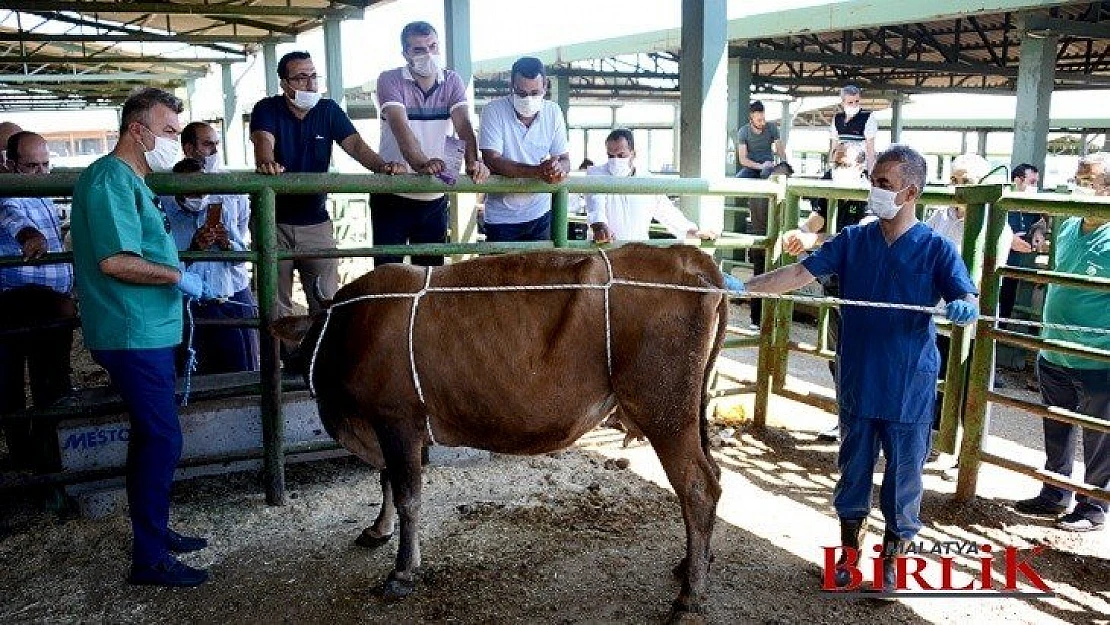 Hayvan Pazarı Kurban Bayramına Hazır