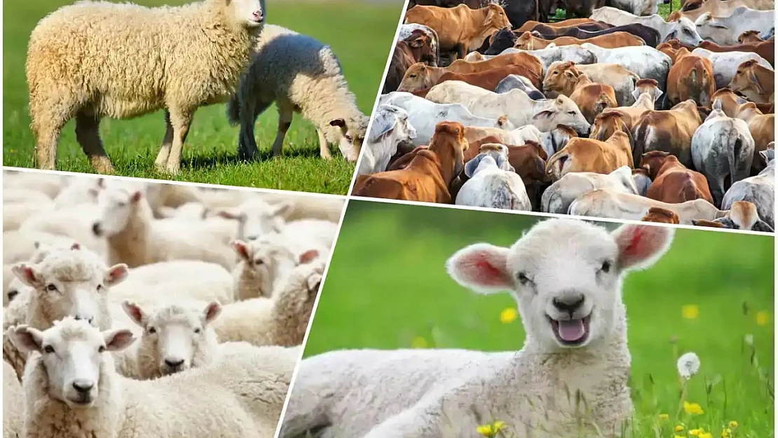 Kurban Bayramı İçin Hazırlıklar Başladı