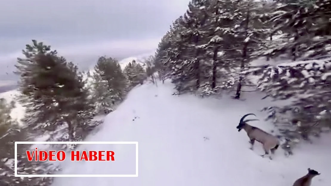 Malatya'da Doğanın Sessiz Sahipleri: Dağ Keçileri Objektifte