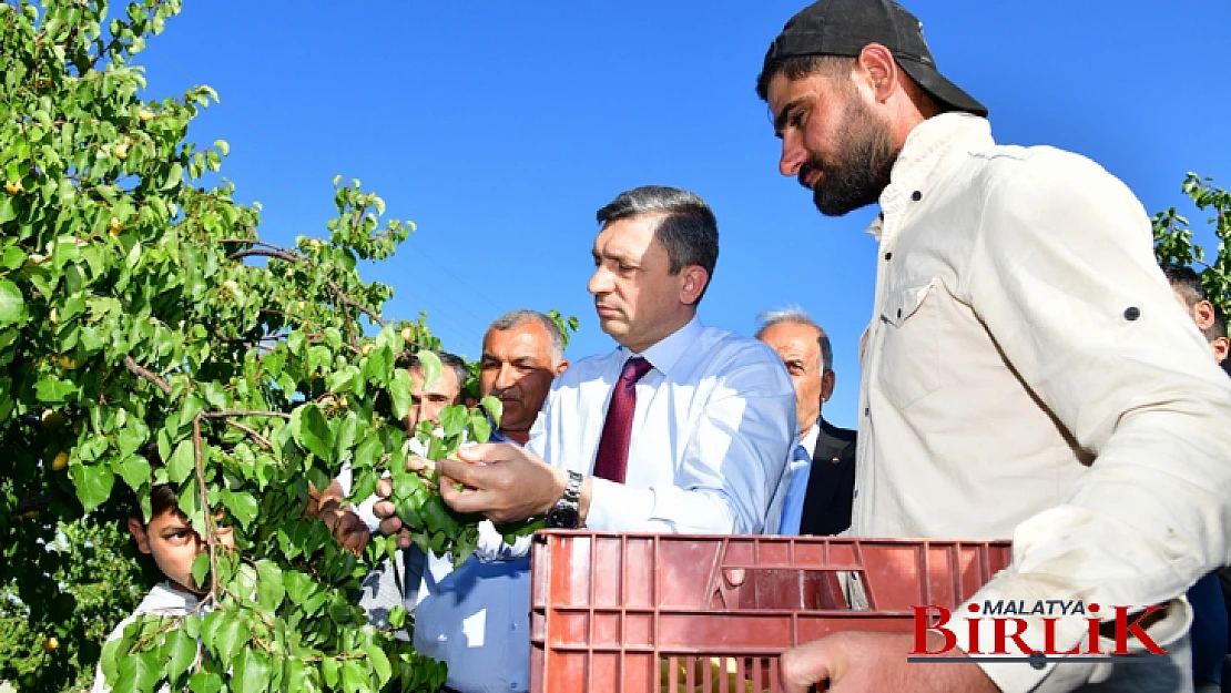 Malatya'da Kayısı Hasadı Başladı