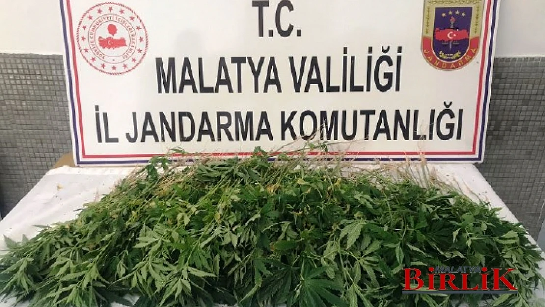 Malatya'da Yasadışı Kenevir Ekimi