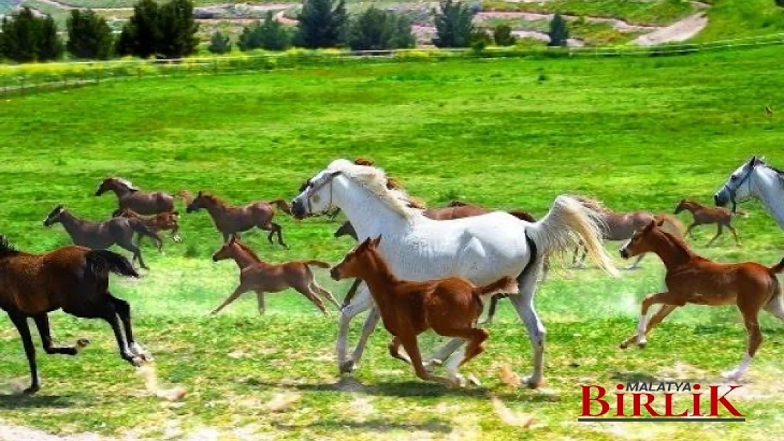 Mısırlıgil, Malatyalı Olarak Bu Sefer DUR Diyelim