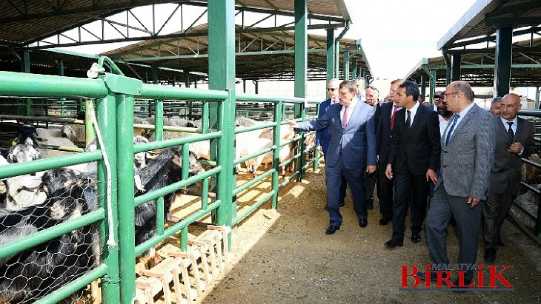 Modern Ve Çağdaş Bir Hayvan Pazarını Dizayn Ediyoruz