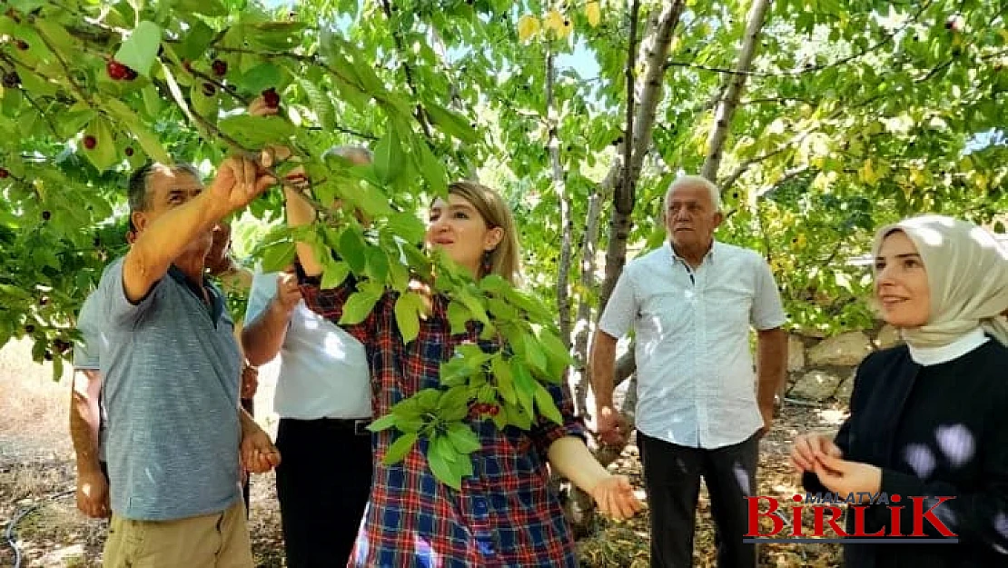 Ölmeztoprak, Dalbastı Kirazımız Önemli Bir Tarımsal Ürünümüzdür