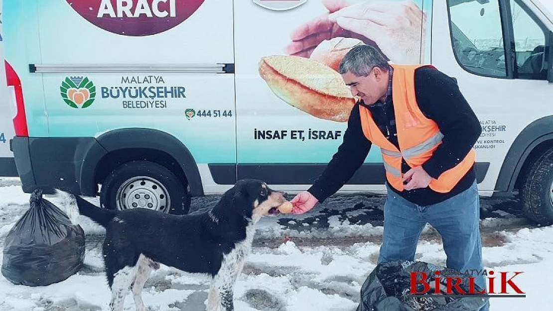 Sokak Ve Yabani Hayvanları Unutmayalım