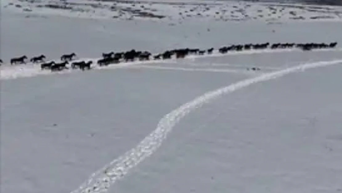 Yılkı Atları Sürü Halinde Görüntülendi