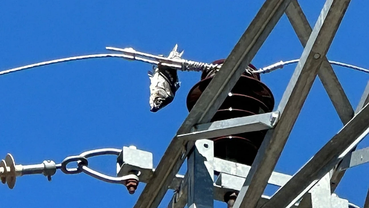 Bir Balık Nasıl Elektriği Kesti? İlçede Yaşanan Sıradışı Olayın Perde Arkası