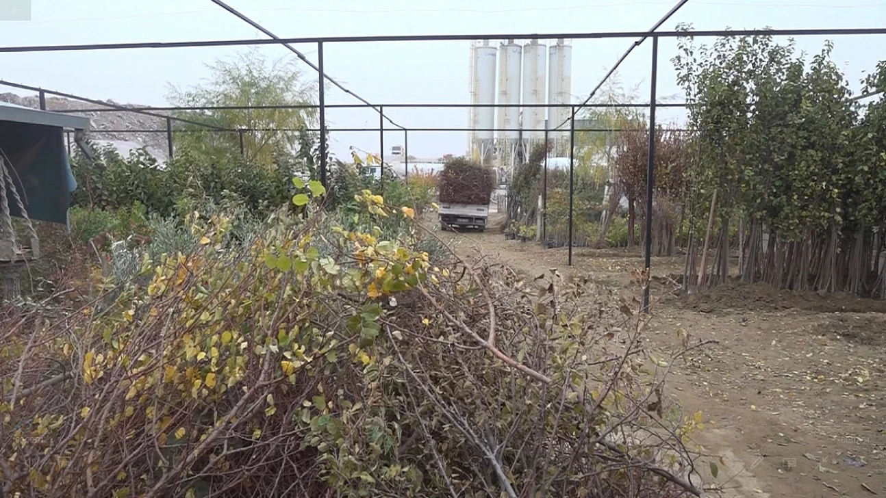 Fidancılar Krizde: Her Firma 100 Bin Fidanını Kaybetti