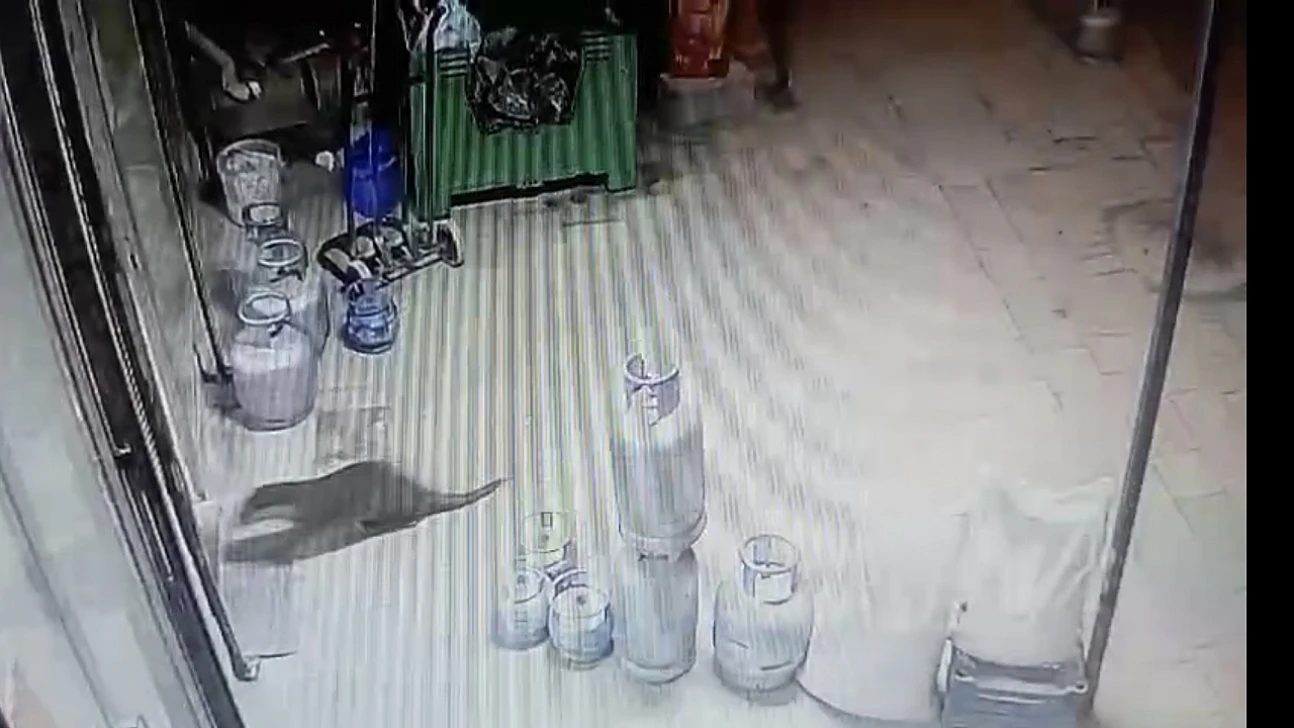 Malatya'nın Dilek Mahallesi'nde Gece Hareketliliği: Su Samuru Kaydedildi