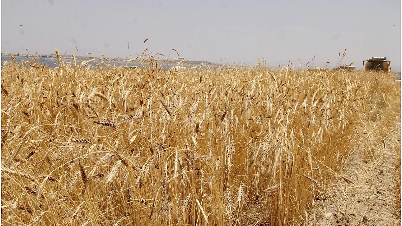 TİGEM'den Buğday İhalesi: Geçici Teminat 223 Bin 995 Lira