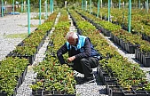 Battalgazi'nin Park Ve Bahçeleri Kendi Ürettiği Çiçeklerle Güzelleşiyor