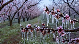 Bakan Yumaklı: Zirai dondan etkilenen üreticilere 6,5 milyar TL destek