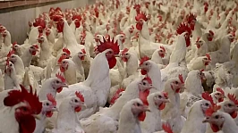 Yüzde 15'lik Artış Sonrası Bakanlık Harekete Geçti