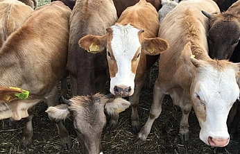 2026 Besilik Hayvan İthalatında Türkvet Şartı