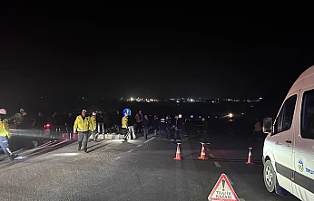 Akçadağ'da Tay Alarmı: 8 Tay Araçların Altında Kaldı