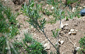 Alternatif yem kaynağı: Tuz çalısı