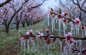 Bakan Yumaklı: Zirai dondan etkilenen üreticilere 6,5 milyar TL destek