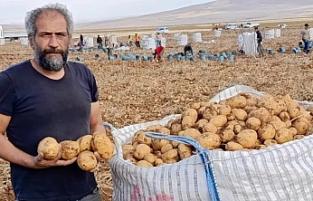Başdirek Patatesi 6 Ay Raf Ömrüyle Talep Görüyor
