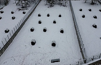 Battalgazi'de Sahipsiz Hayvanlara Yeni Umut