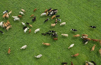 Besilik Hayvan İthalatı Başvuruları 26 Ocak'ta Başlıyor