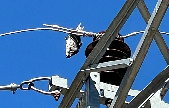 Bir Balık Nasıl Elektriği Kesti? İlçede Yaşanan Sıradışı Olayın Perde Arkası